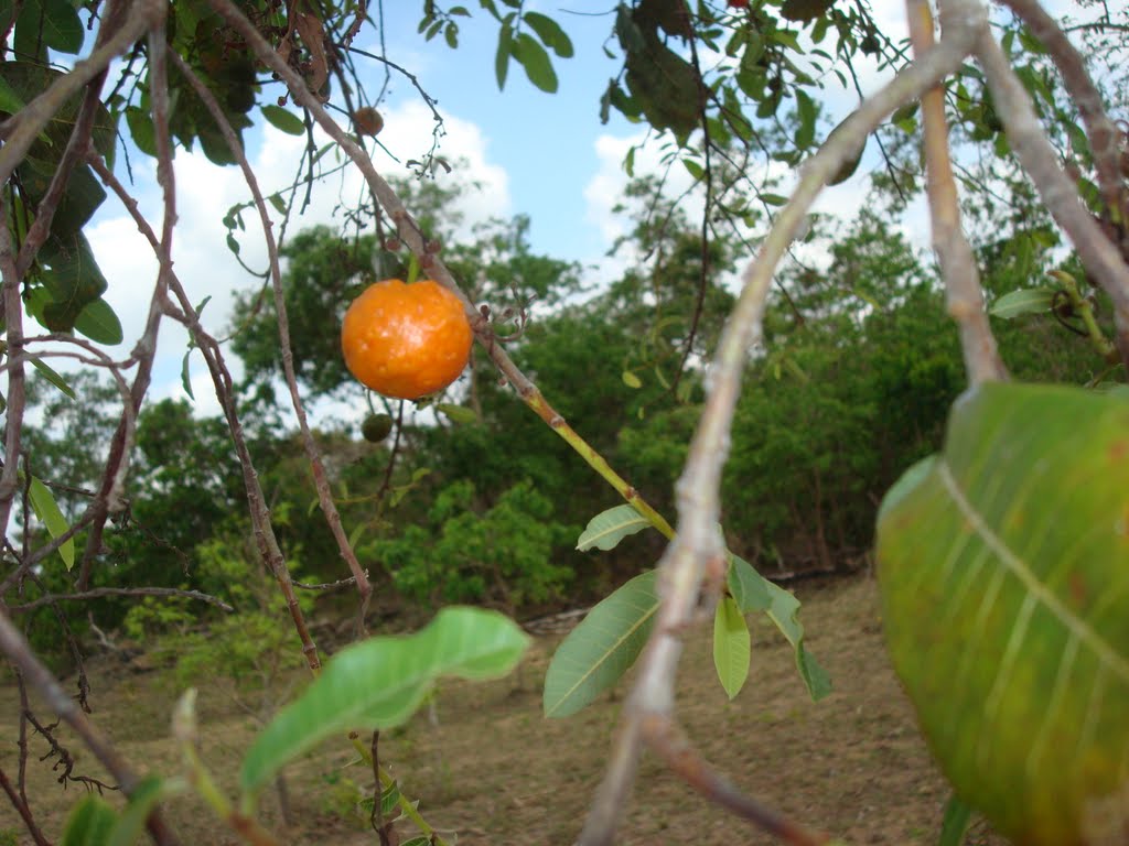 Brosimum gaudichaudii